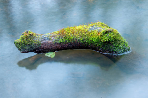 Old overgrown vegetation will stick in the water