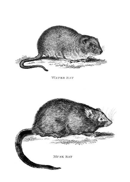 19th century engraving of a water rat and muskrat "photographed from a book titled the 'National Encyclopedia', published in London in 1881. Copyright has expired on this artwork. Digitally restored." ondatra zibethicus stock illustrations