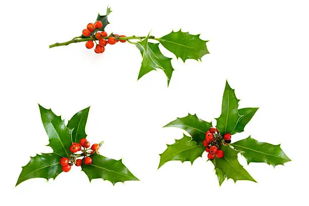 "Holly twig selection, isolated on white."