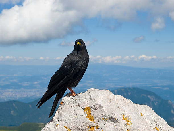 istock Alpine chough on top of the mountain 182921721