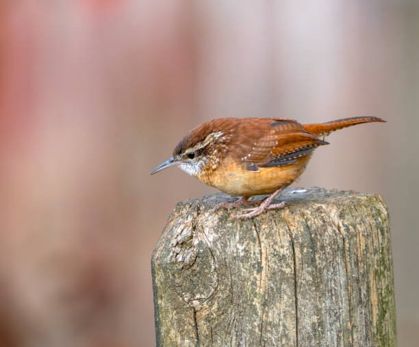 istock Carolina Wren small bird in the backyard 1829218533