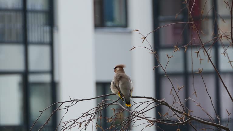 beautiful motley bird waxwing, sitting on a branch