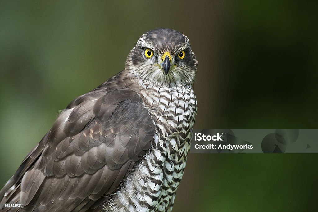 Nördlicher Habicht (Accipiter gentilis) - Lizenzfrei Hühnerhabicht Stock-Foto