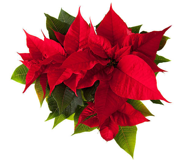 fiore di stella di natale - poinsettia foto e immagini stock