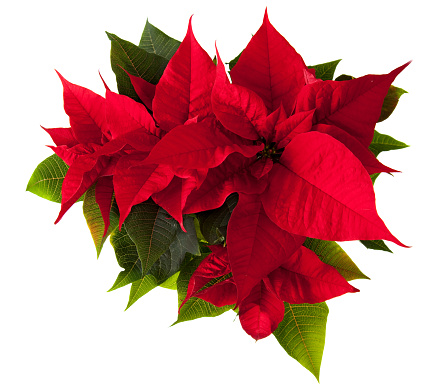 Beautiful Christmas Poinsettia flower closeup on a red background, Merry Christmas and Happy New Year concept