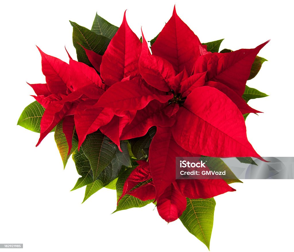 Poinsettia Flower Christmas Stock Photo