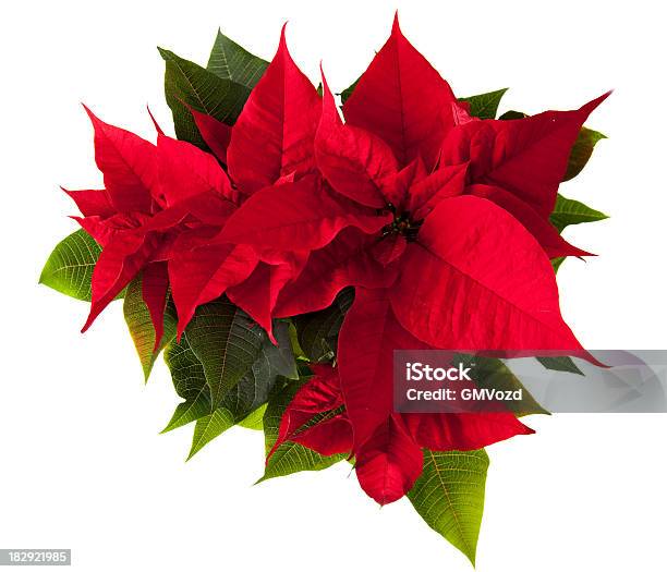 Poinsettia Flower Stock Photo - Download Image Now - Christmas, Poinsettia, Plant