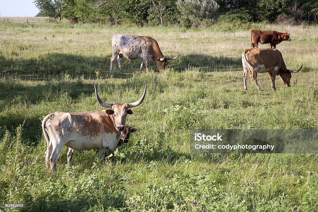 Longhorn Herde in einem Feld - Lizenzfrei Agrarbetrieb Stock-Foto