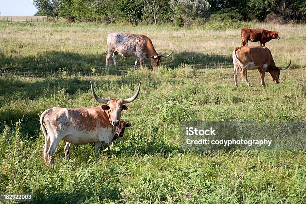 Longhorn Herde In Einem Feld Stockfoto und mehr Bilder von Agrarbetrieb - Agrarbetrieb, Braun, Bulle - Männliches Tier