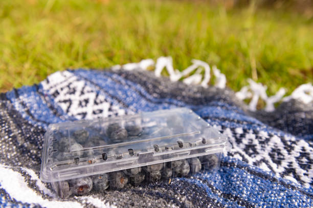 This is a photograph taken outdoors on a sunny day of a plastic container with blueberries on a Mexican blanket on the grass.