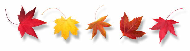 Autumn leaves isolated.