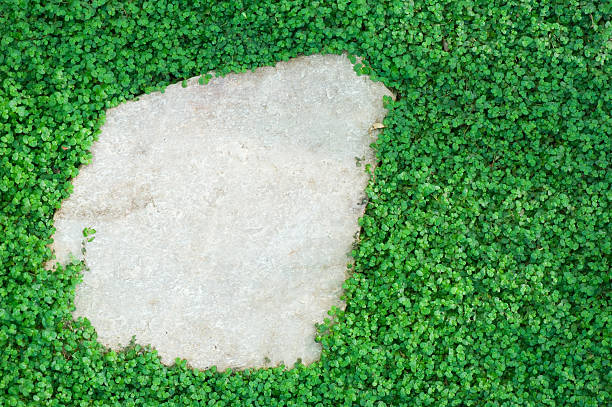 Stepping stone surrounded by Baby's tears (Soleirolia soleirolii).
