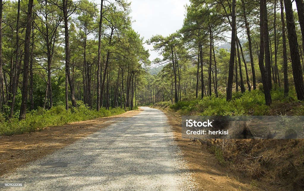 Tree Alley Tree alley in Mula-Turkey in Summer Altocumulus Stock Photo