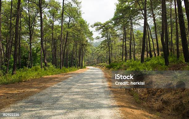 Tree Alley Stock Photo - Download Image Now - Altocumulus, Avenue, Backgrounds