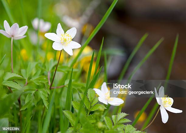 Wood Anemones Growing By Water Stock Photo - Download Image Now - Wood Anemone, Anemone Flower, April