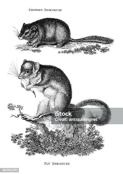19th Century Engraving Of A Common And Rat Dormouse Stock Illustration - Download Image Now