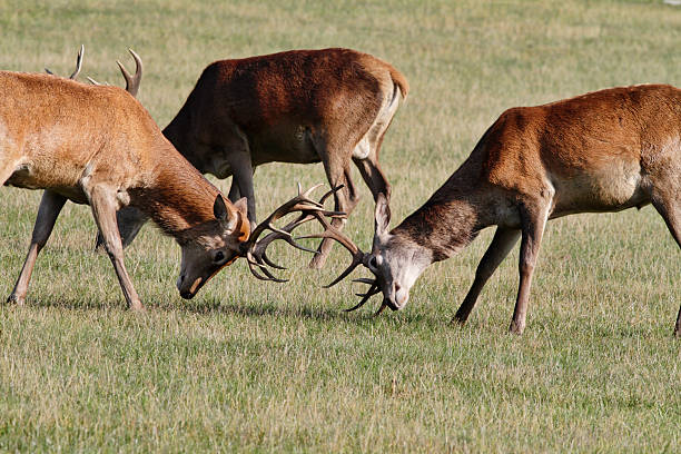 istock Two young red deer stags Cervus elaphus matching antlers 182922314