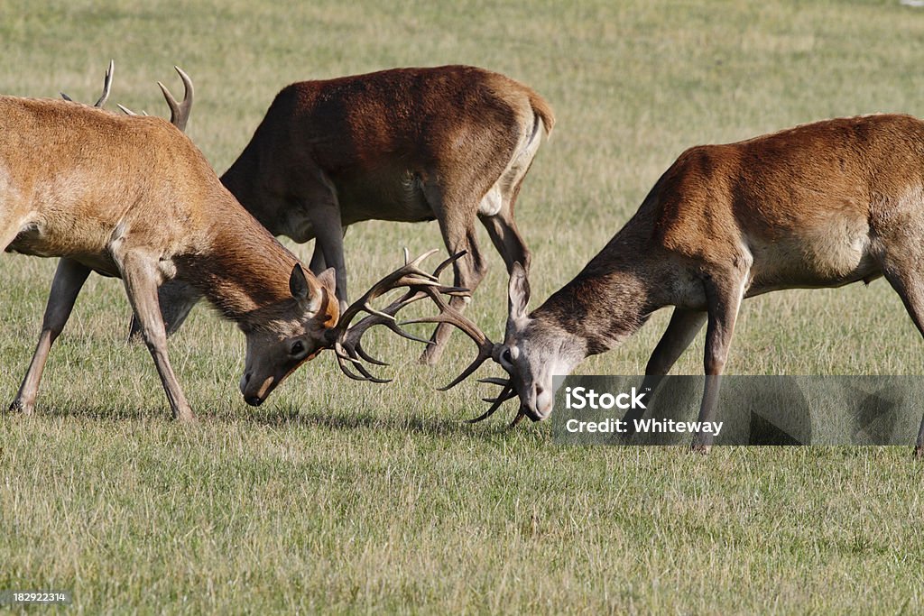 Dwóch młodych red deer stags Cervus elaphus dopasowania poroża - Zbiór zdjęć royalty-free (Anglia)