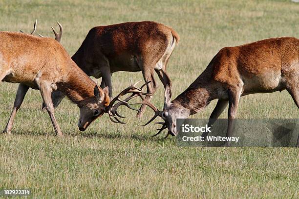 Dwóch Młodych Red Deer Stags Cervus Elaphus Dopasowania Poroża - zdjęcia stockowe i więcej obrazów Anglia