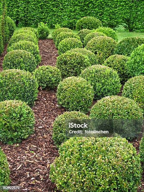 Buxus Bälle Für Den Verkauf Stockfoto und mehr Bilder von Baum - Baum, Beschnittene Hecke, Buchsbaum