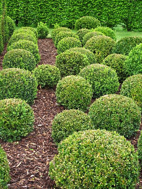 istock Buxus balls for sale 182922575