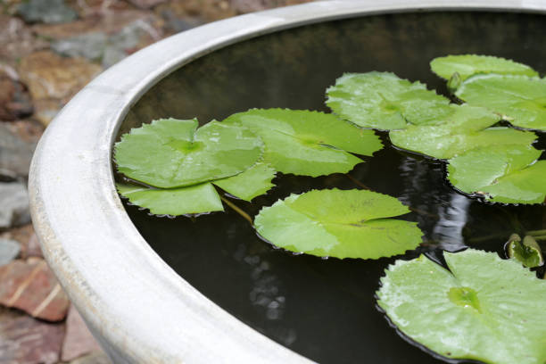 istock Beautiful waterlily in a water pot 1829225958