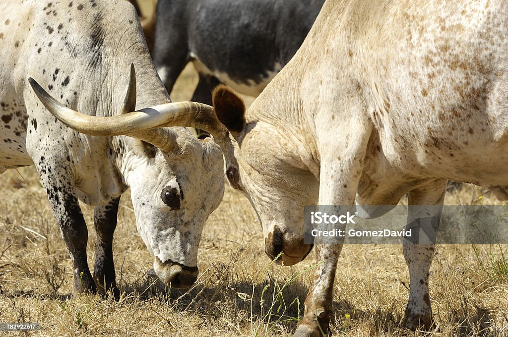 Nahaufnahme von zwei Longhorn mit abschließbaren Horns - Lizenzfrei Domestizierte Tiere Stock-Foto