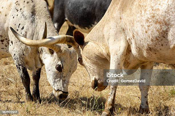 Zbliżenie Dwóch Texas Longhorn Z Zablokowane Rogi - zdjęcia stockowe i więcej obrazów Bez ludzi - Bez ludzi, Bydło, Bydło domowe