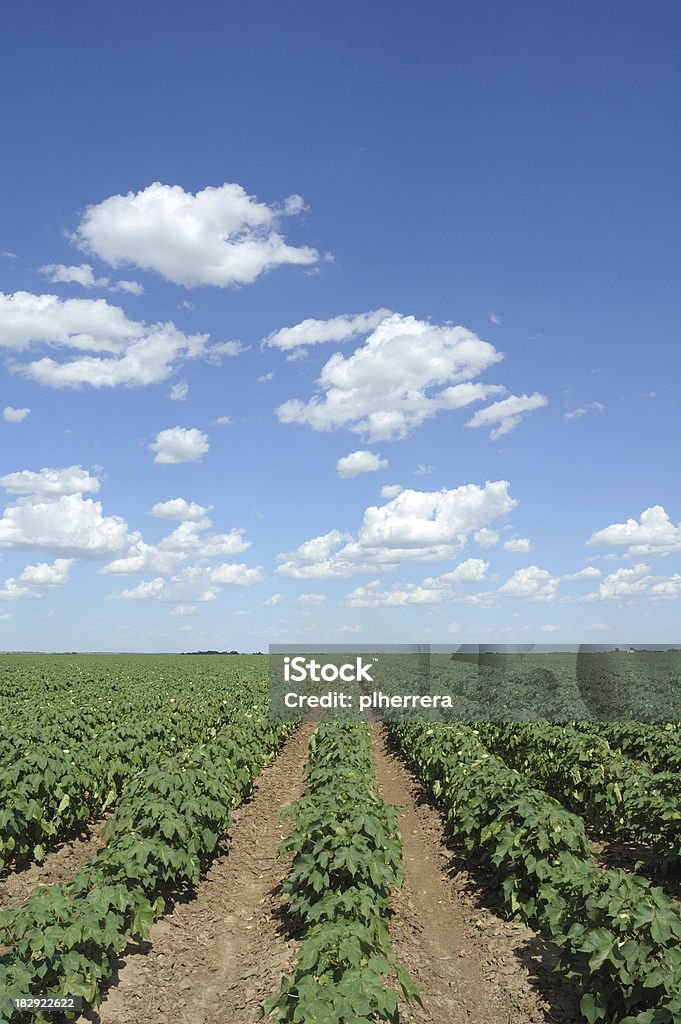 Treillis en coton et de nuages - Photo de Agriculture libre de droits