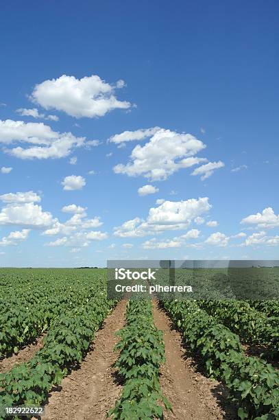 Foto de Algodão Campo E Nuvens e mais fotos de stock de Agricultura - Agricultura, Algodão - Malvaceae, Azul
