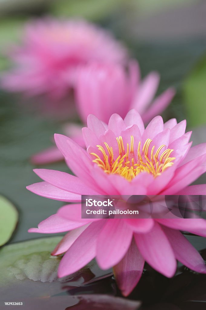 Розовая Вода lily - Стоковые фото Ароматический роялти-фри