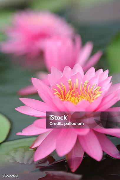 Розовая Вода Lily — стоковые фотографии и другие картинки Ароматический - Ароматический, Без людей, Вертикальный