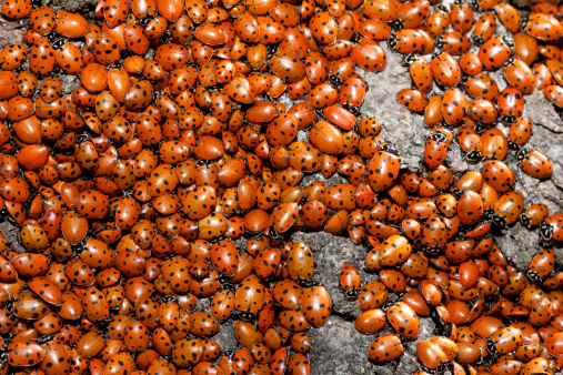 Macro shot of swarming ladybugs on tree trunkMore Animals here