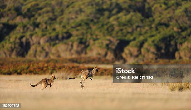 Прыжки Kangaroos — стоковые фотографии и другие картинки Кенгуру - Кенгуру, Прыгать, Тасмания