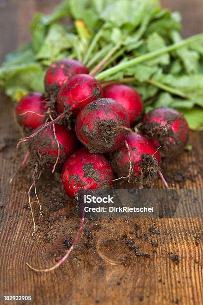 Frische Radishes Mit Wurzeln Stockfoto und mehr Bilder von Erdreich - Erdreich, Radieschen, Bauernhaus