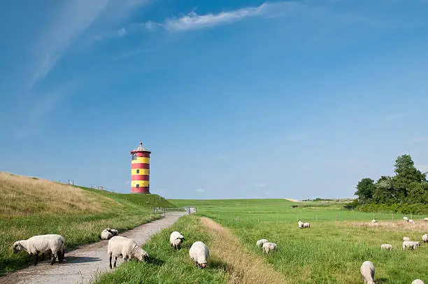 lighthouse at the german coast with some sheep in front