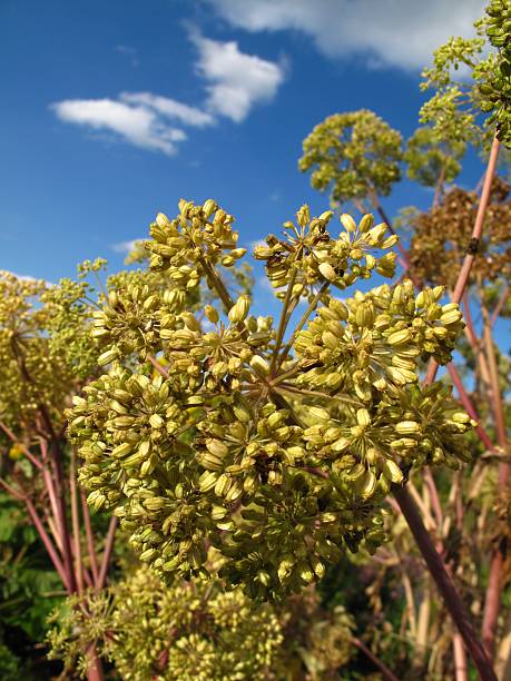 angelica archangelica の花 - angelica engelwurz flower plant ストックフォトと画像