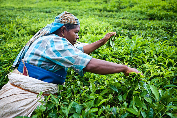 mulher colher folhas de chá - tea crop picking indian culture tea leaves imagens e fotografias de stock