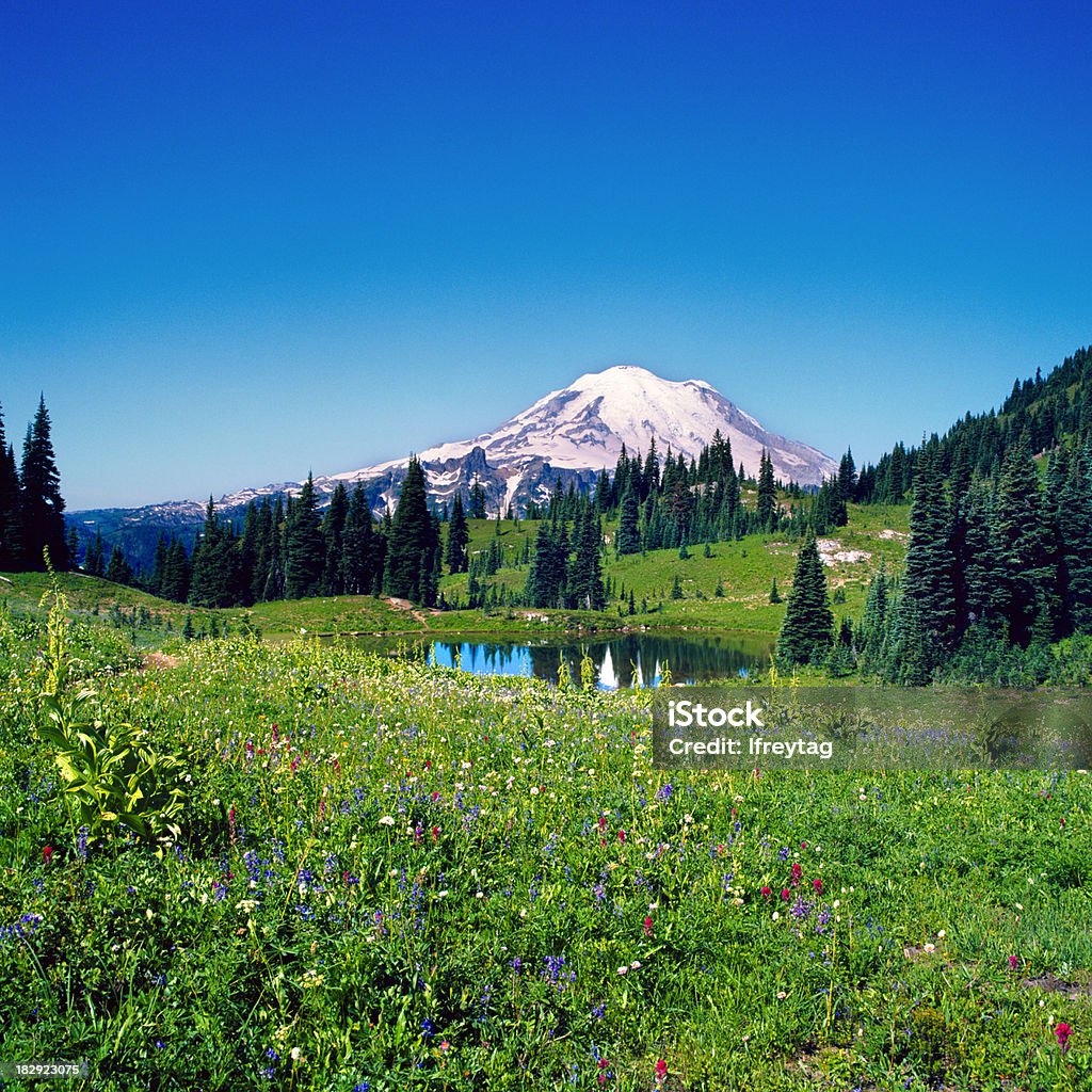 Dziki kwiat pole i Mount Rainier, Waszyngton - Zbiór zdjęć royalty-free (Aparat średnioformatowy)