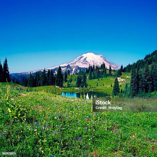 Dziki Kwiat Pole I Mount Rainier Waszyngton - zdjęcia stockowe i więcej obrazów Aparat średnioformatowy - Aparat średnioformatowy, Bezchmurne niebo, Dziki kwiat