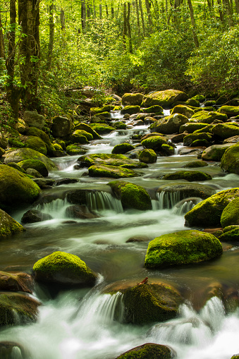 Water cascade in forest along Roaring Fork Motor Nature Trail in Spring, Great Smoky Mountains National Park, Tennessee, USA