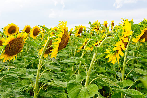 de caras - sunflower side view yellow flower imagens e fotografias de stock