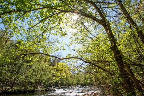 Water cascade along Roaring Fork Motor Nature Trail in Spring, Great Smoky Mountains National Park, Tennessee, USA