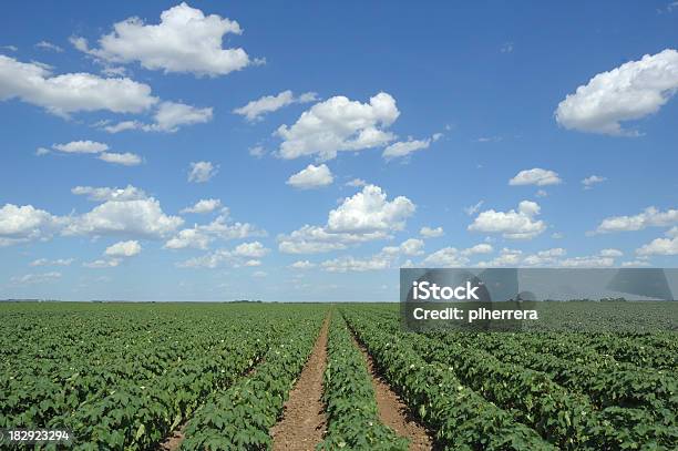 Photo libre de droit de Treillis En Coton Et De Nuages banque d'images et plus d'images libres de droit de Cotonnier - Cotonnier, Champ, Culture agricole