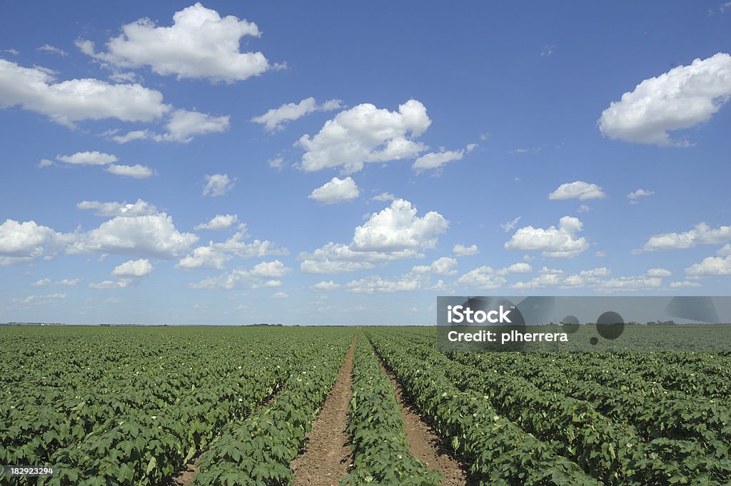 In campo e nuvole - Foto stock royalty-free di Pianta di cotone