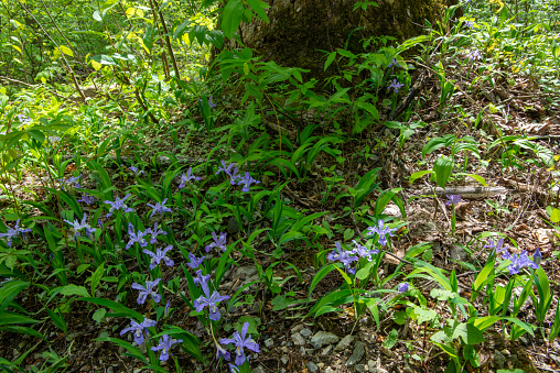 Wild dwarf crested iris along Roaring Fork Motor Nature Trail in Spring, Great Smoky Mountains National Park, Tennessee, USA