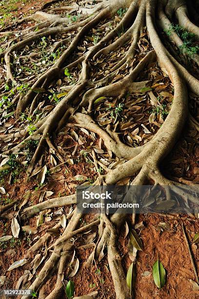 Foto de Raízes e mais fotos de stock de Antigo - Antigo, Arcaico, Bosque - Floresta