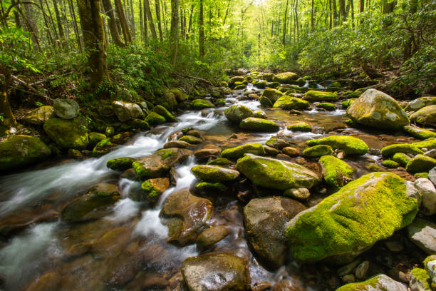 istock Springtime Roaring Fork River in Great Smoky Mountains National Park 1829233816