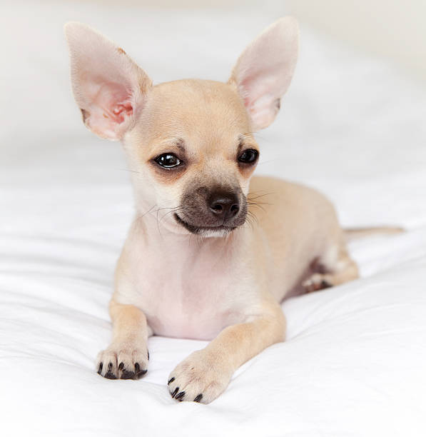 istock Chihuahua on white background 182923534