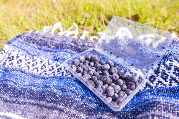 This is a photograph taken outdoors on a sunny day of a plastic container with blueberries on a Mexican blanket on the grass.